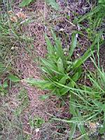 Plantain lanceole (1) (Photo F. Mrugala)